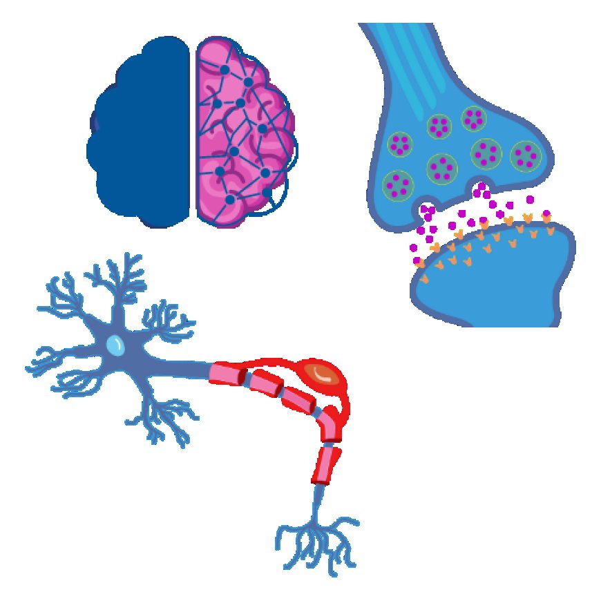 Nöronlar ve Sinapslar: Beynin İletişim Sistemi