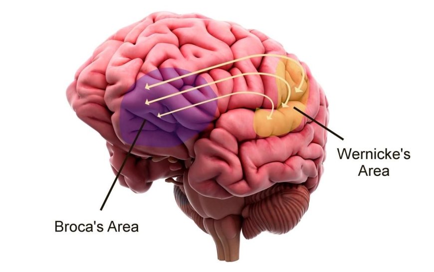 BROCA’S AND WERNICKE’S AREAS